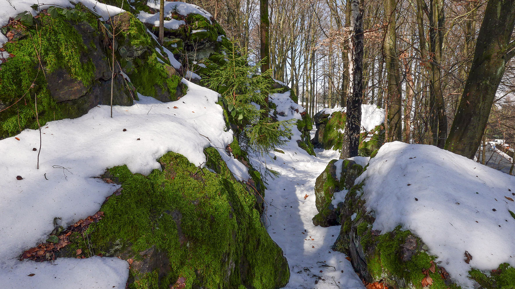 Noch liegt Schnee im Buchholzer Stadtwald, aber es taut überall. Foto: Chris Bergau